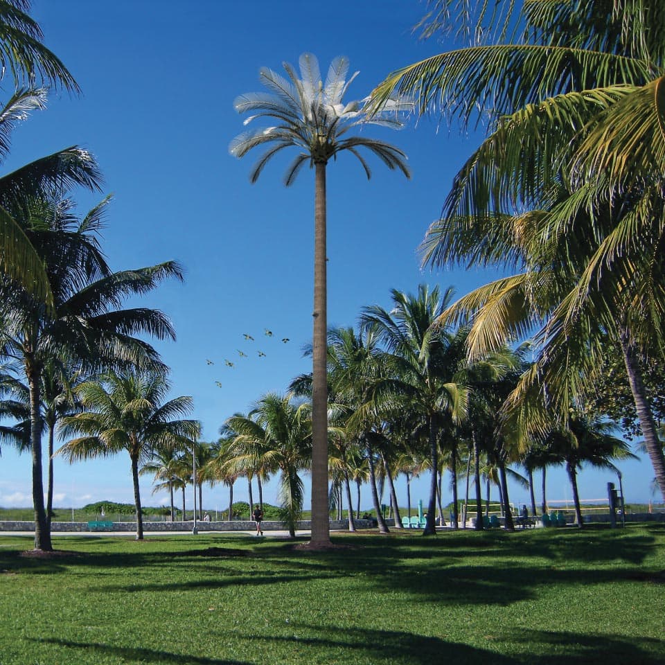 coconut_palm_italian_design