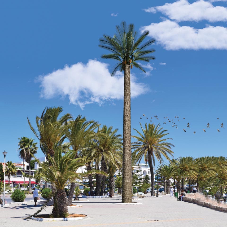 italian_design_date_palm